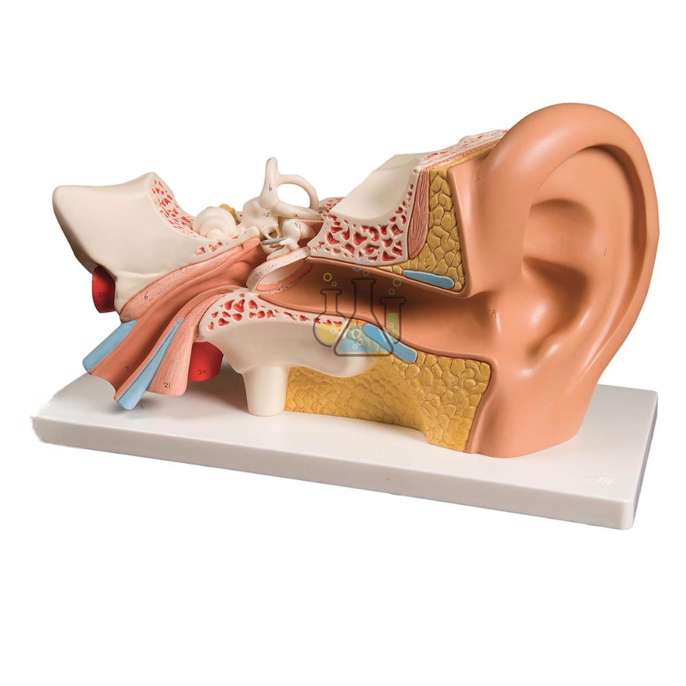 Premium Four Piece Ear Model